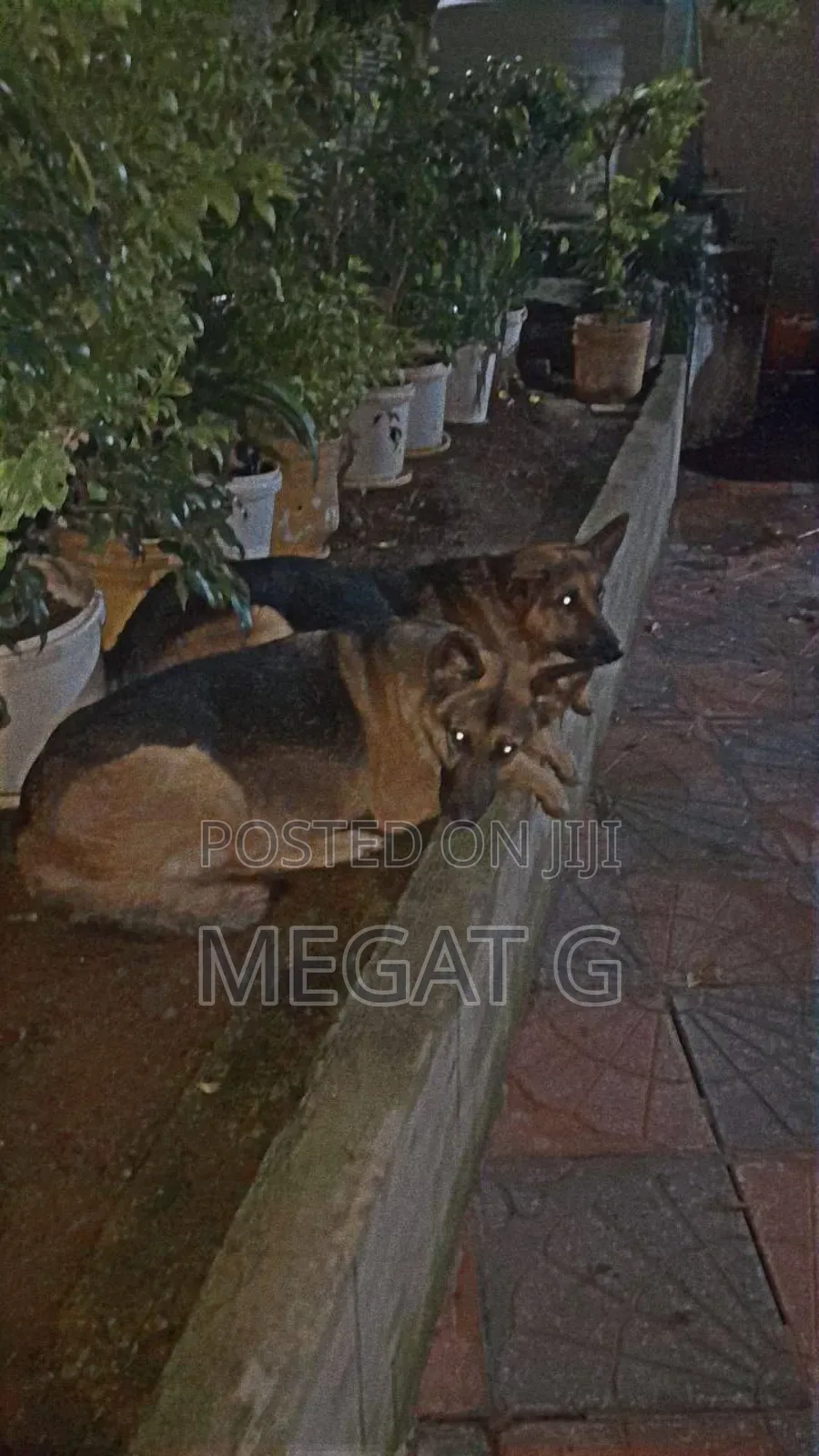 1-3 months Male Purebred German Shepherd