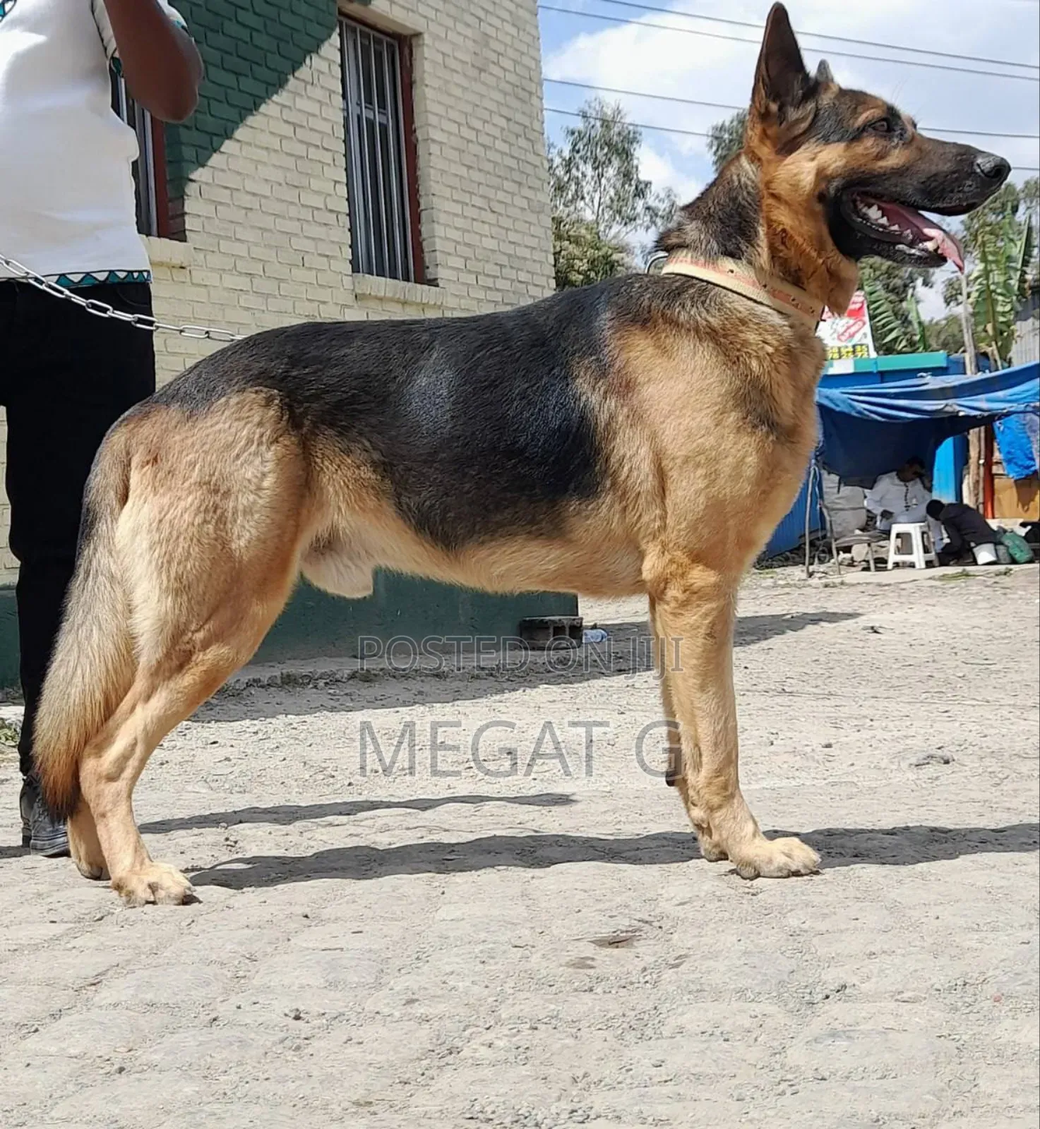 1-3 months Male Purebred German Shepherd