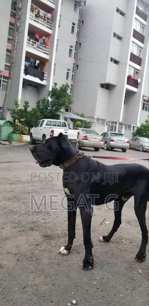 1-3 months Male Purebred Great Dane