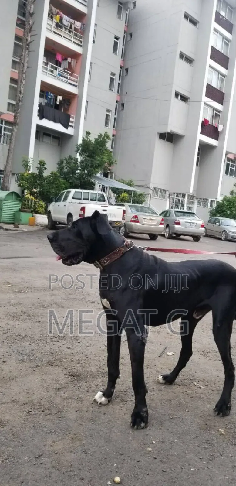 1-3 months Male Purebred Great Dane