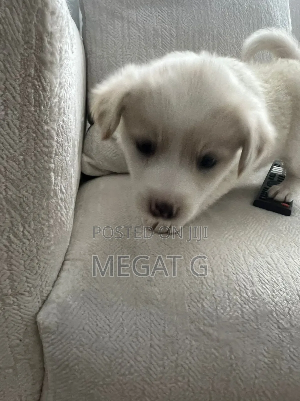 1-3 months Male Purebred Maltese