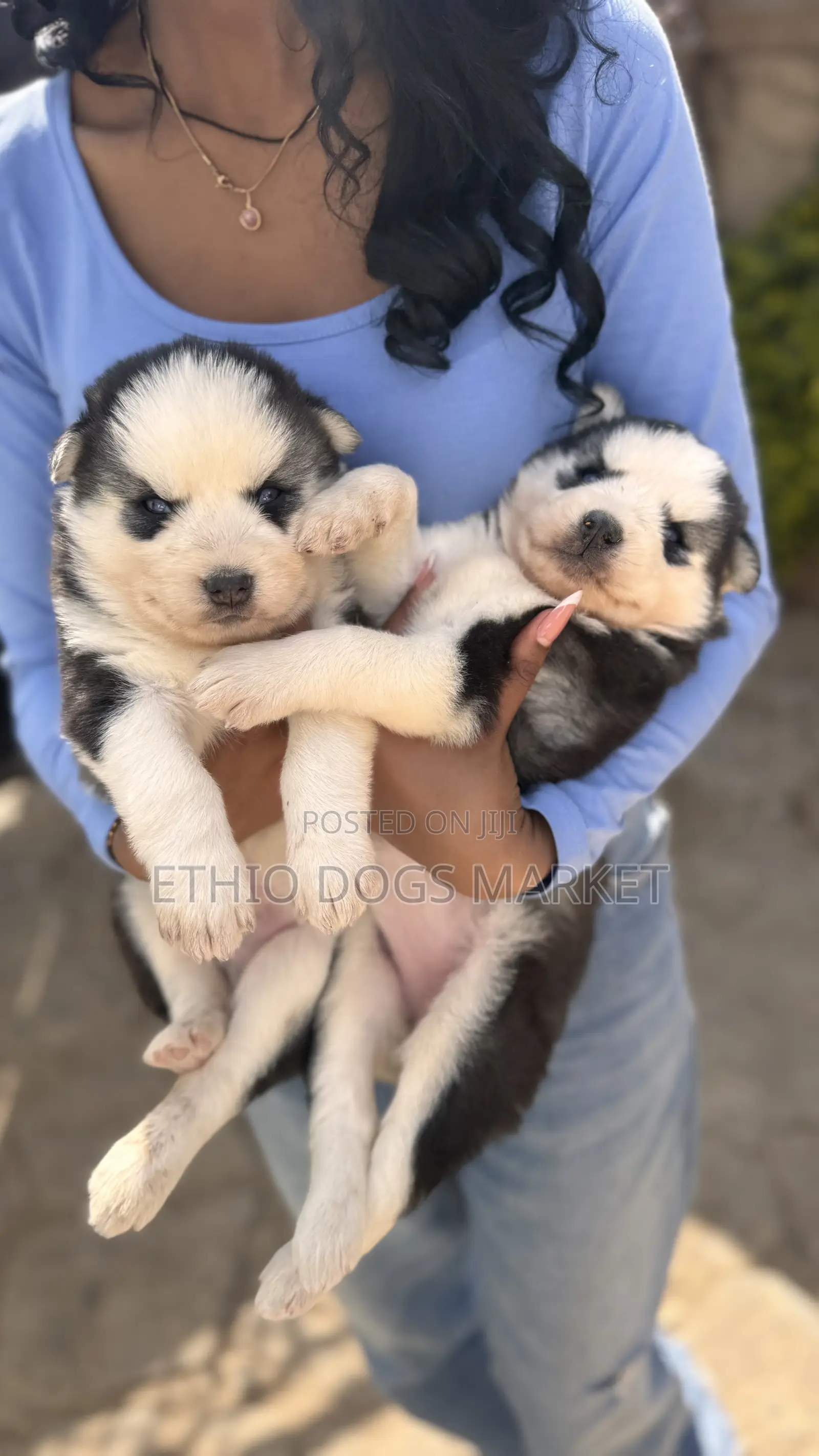 0-1 month Male Purebred Siberian Husky
