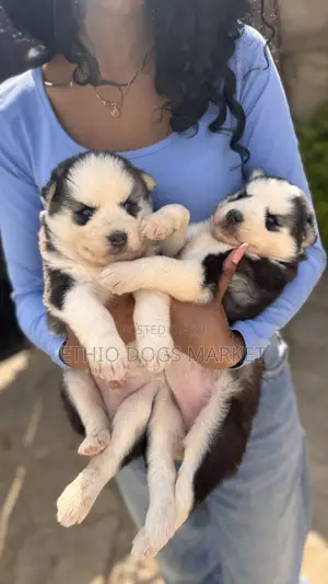0-1 month Male Purebred Siberian Husky