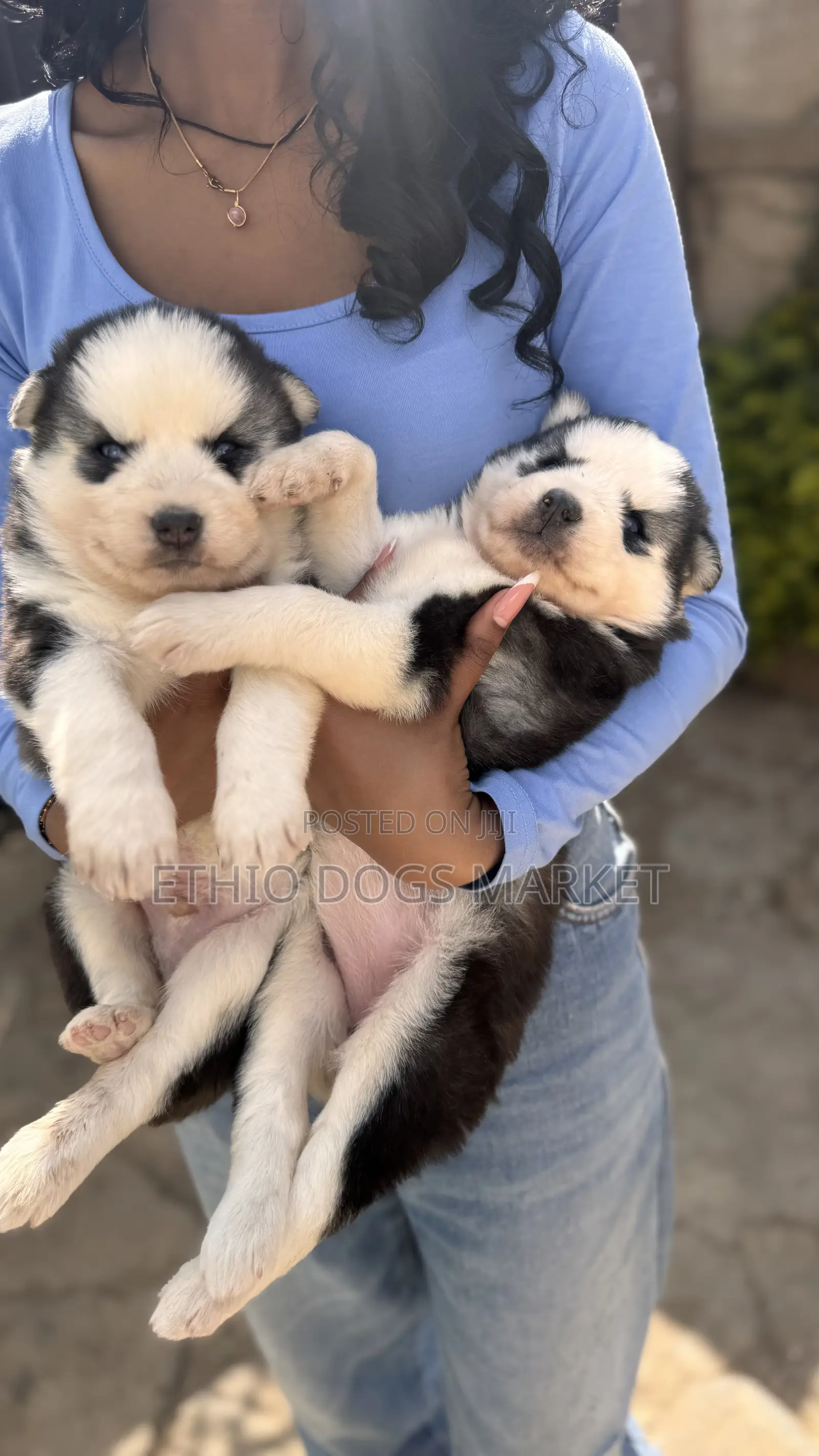0-1 month Male Purebred Siberian Husky