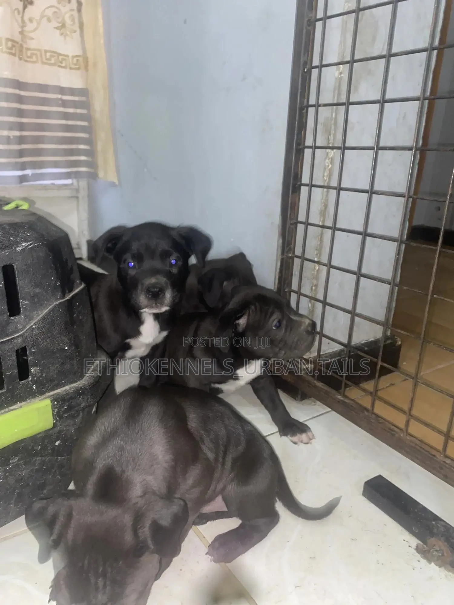 1-3 months Male Purebred American Pit Bull Terrier