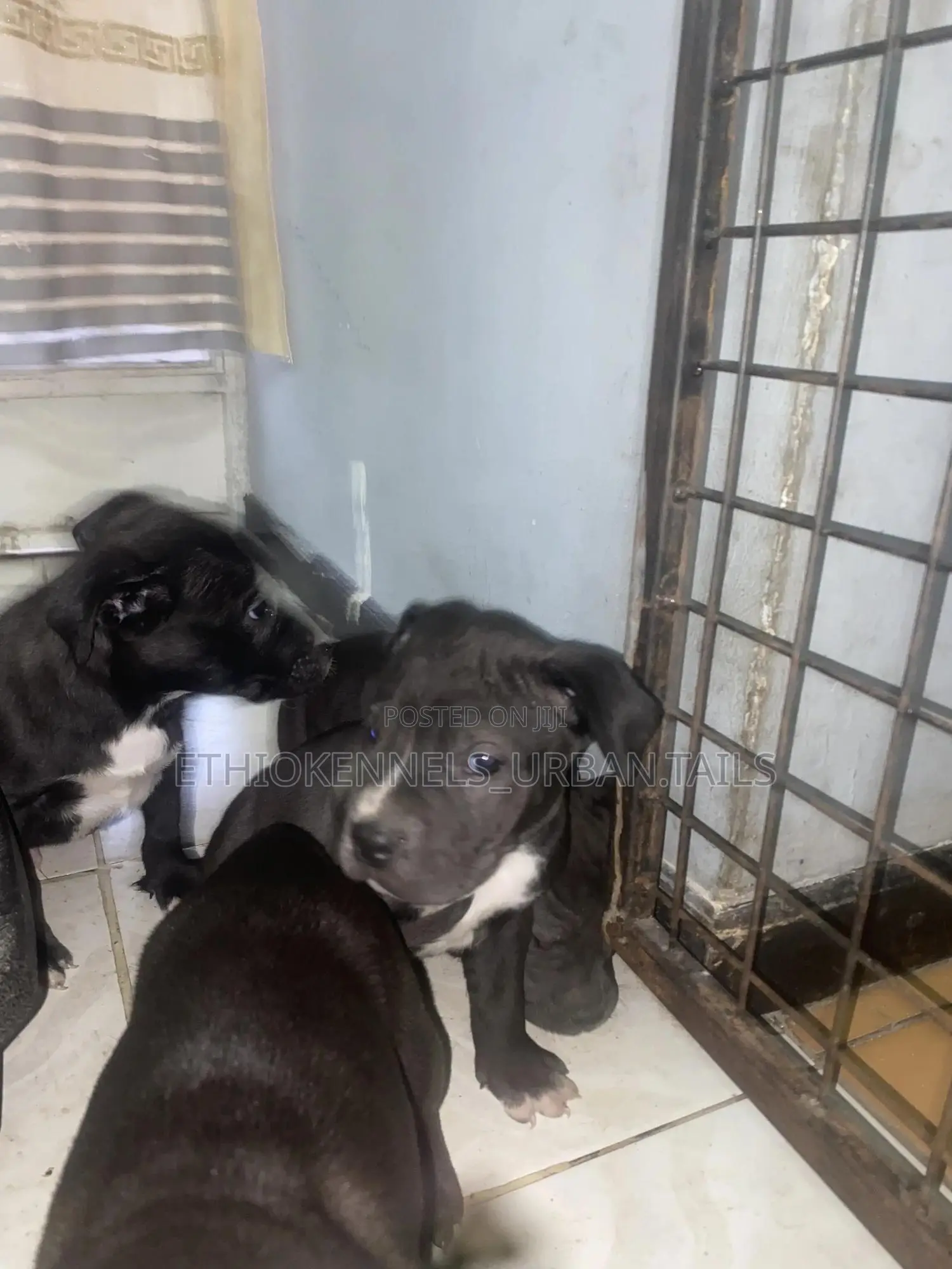 1-3 months Male Purebred American Pit Bull Terrier