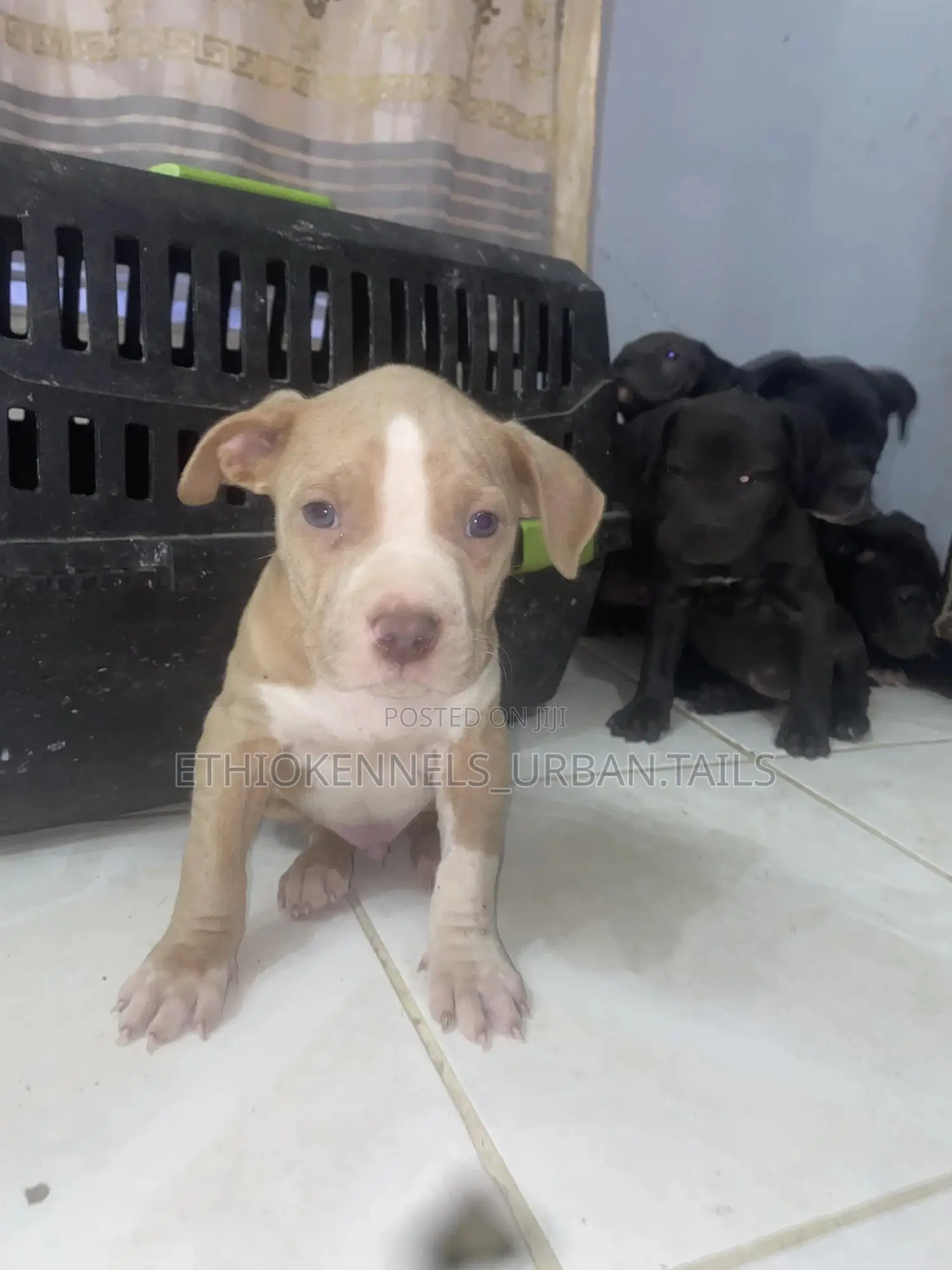 1-3 months Male Purebred American Pit Bull Terrier