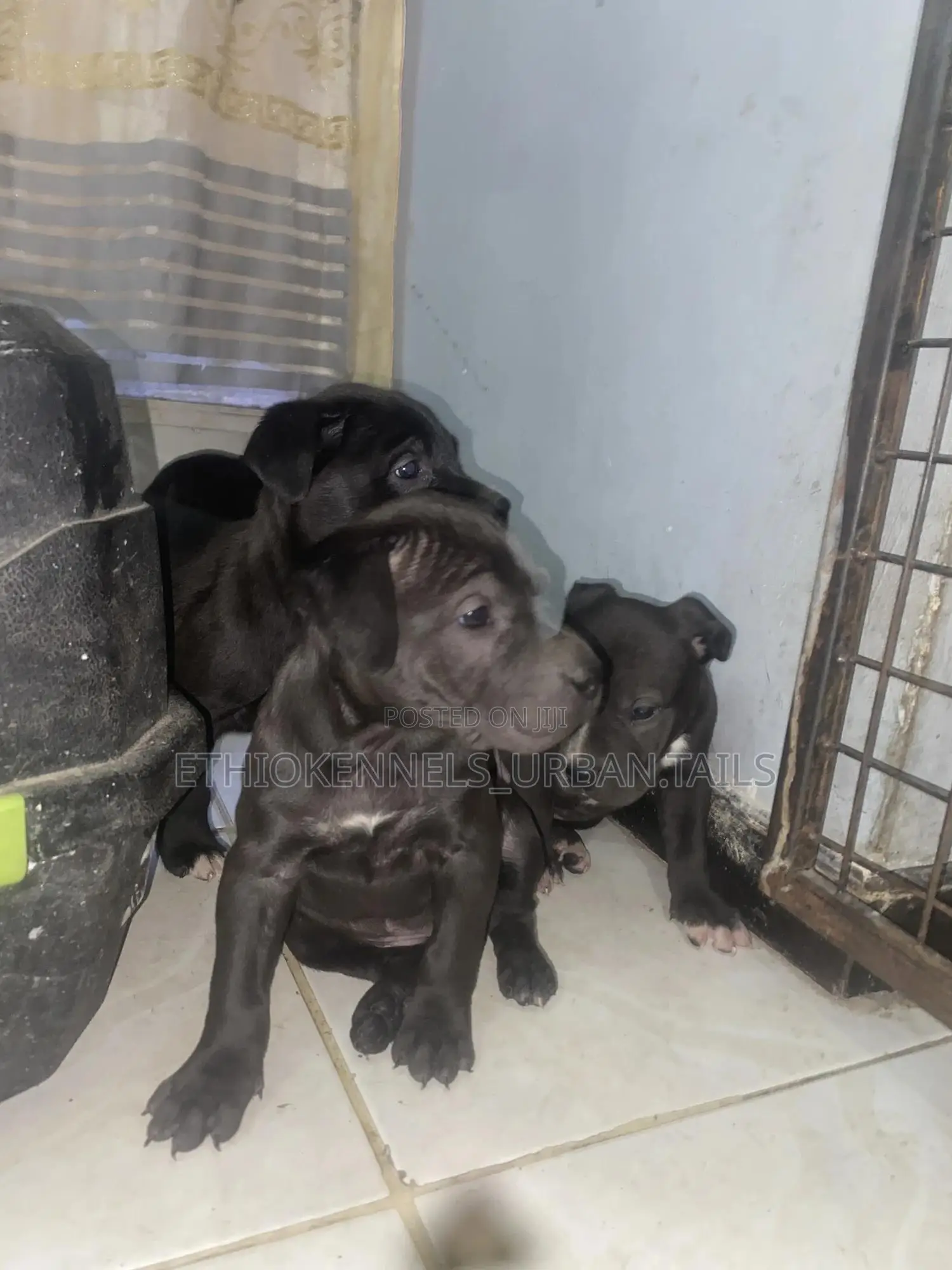 1-3 months Male Purebred American Pit Bull Terrier