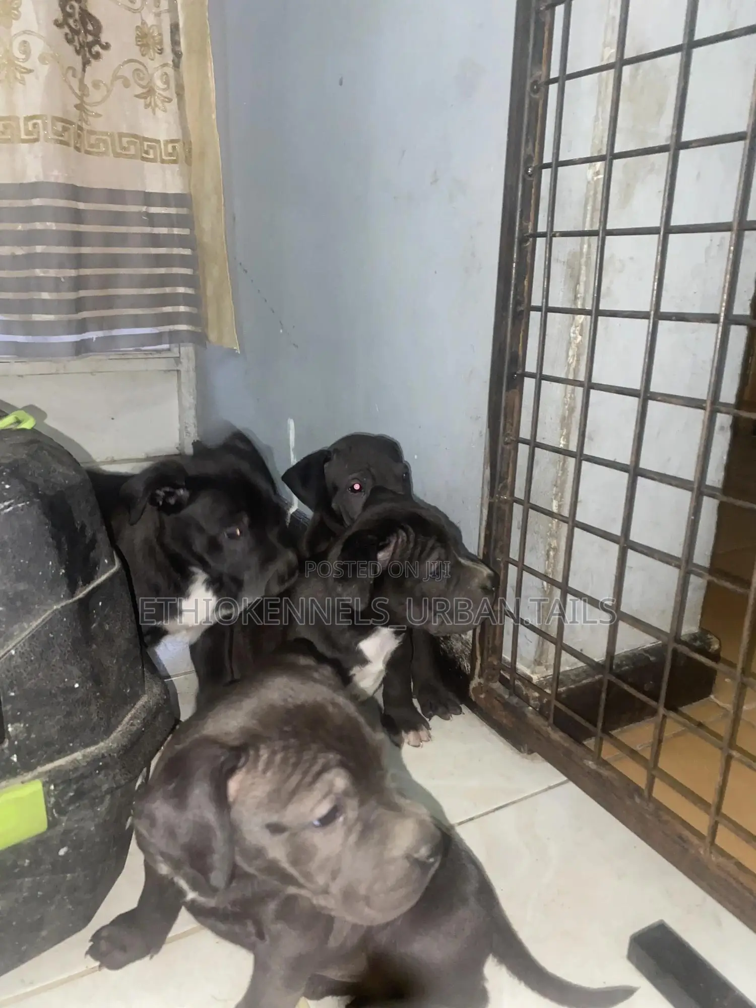 1-3 months Male Purebred American Pit Bull Terrier