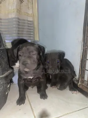 1-3 months Male Purebred American Pit Bull Terrier