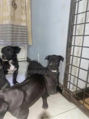 1-3 months Male Purebred American Pit Bull Terrier