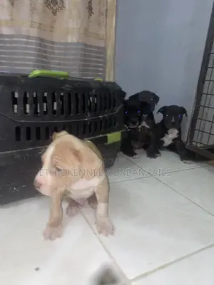 1-3 months Male Purebred American Pit Bull Terrier