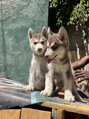 1-3 months Male Purebred Siberian Husky