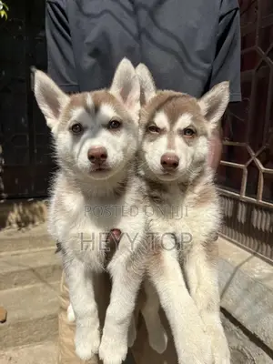 1-3 months Male Purebred Siberian Husky