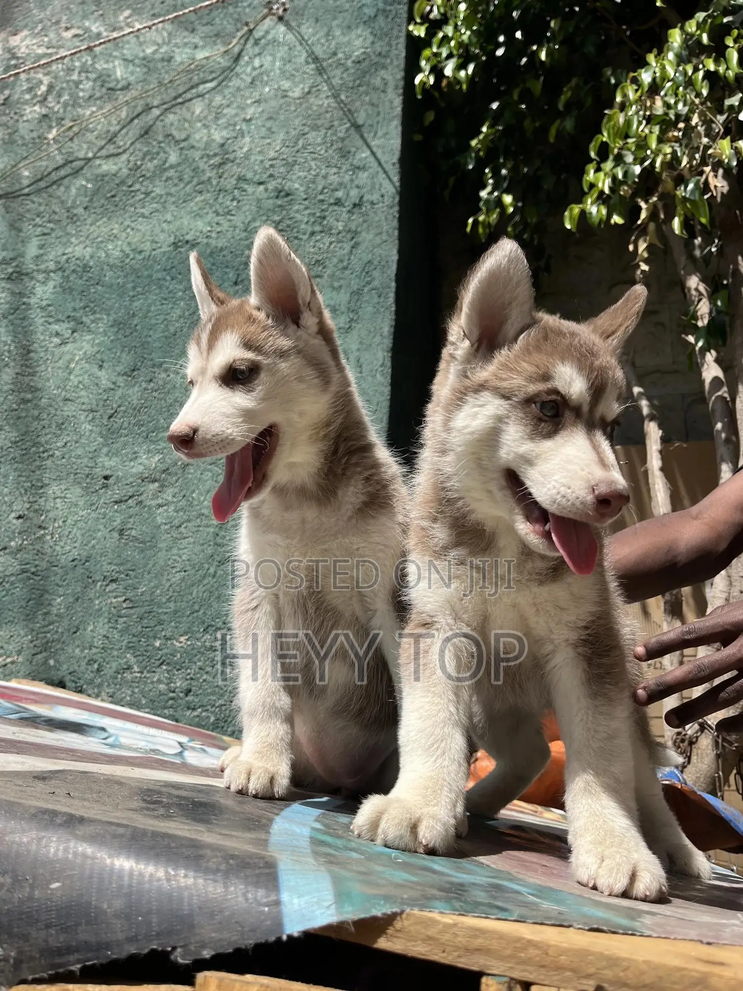 1-3 months Male Purebred Siberian Husky