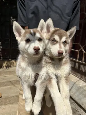 1-3 months Male Purebred Siberian Husky