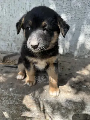 1-3 months Male Mixed Breed German Shepherd