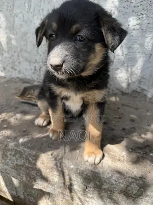 1-3 months Male Mixed Breed German Shepherd