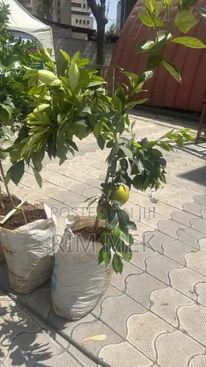 Gardner Plant Seller Fertilizer Seeds Tray Shade Net Carpet Grass