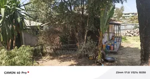 572 ካሬ ለድርጅት የተሰጠ ቦታ ወርቁ ሰፈር ዋና አስፓልት ላይ