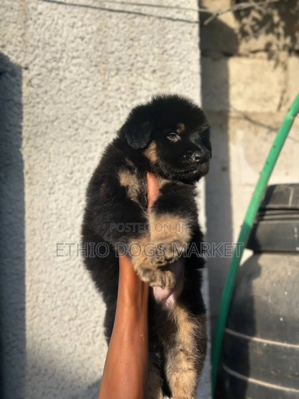 1-3 months Male Purebred German Shepherd
