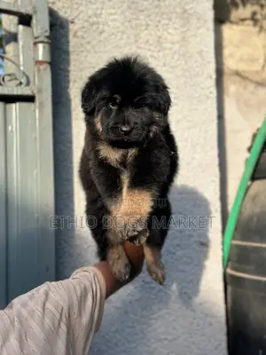 1-3 months Male Purebred German Shepherd