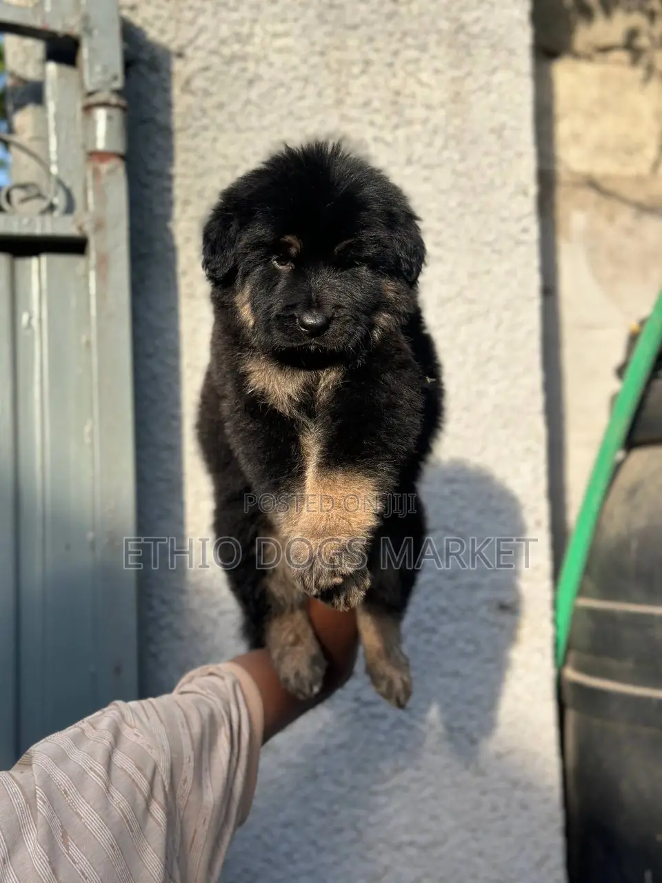 1-3 months Male Purebred German Shepherd