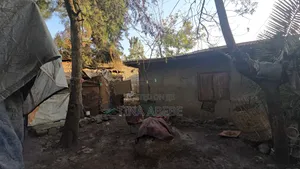 አስቸካይ የሚሸጥ ባታ