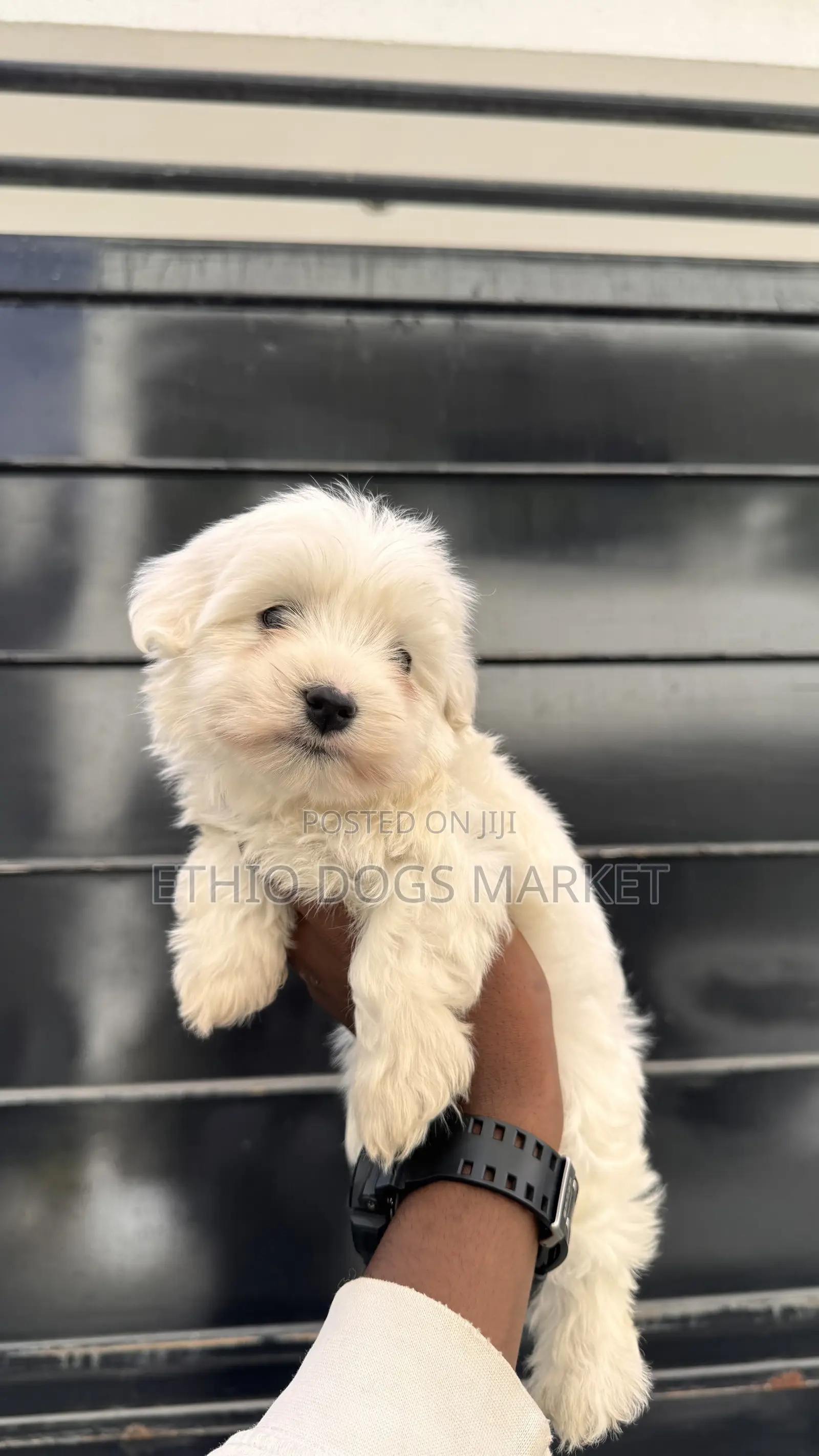 1-3 months Male Purebred Maltese