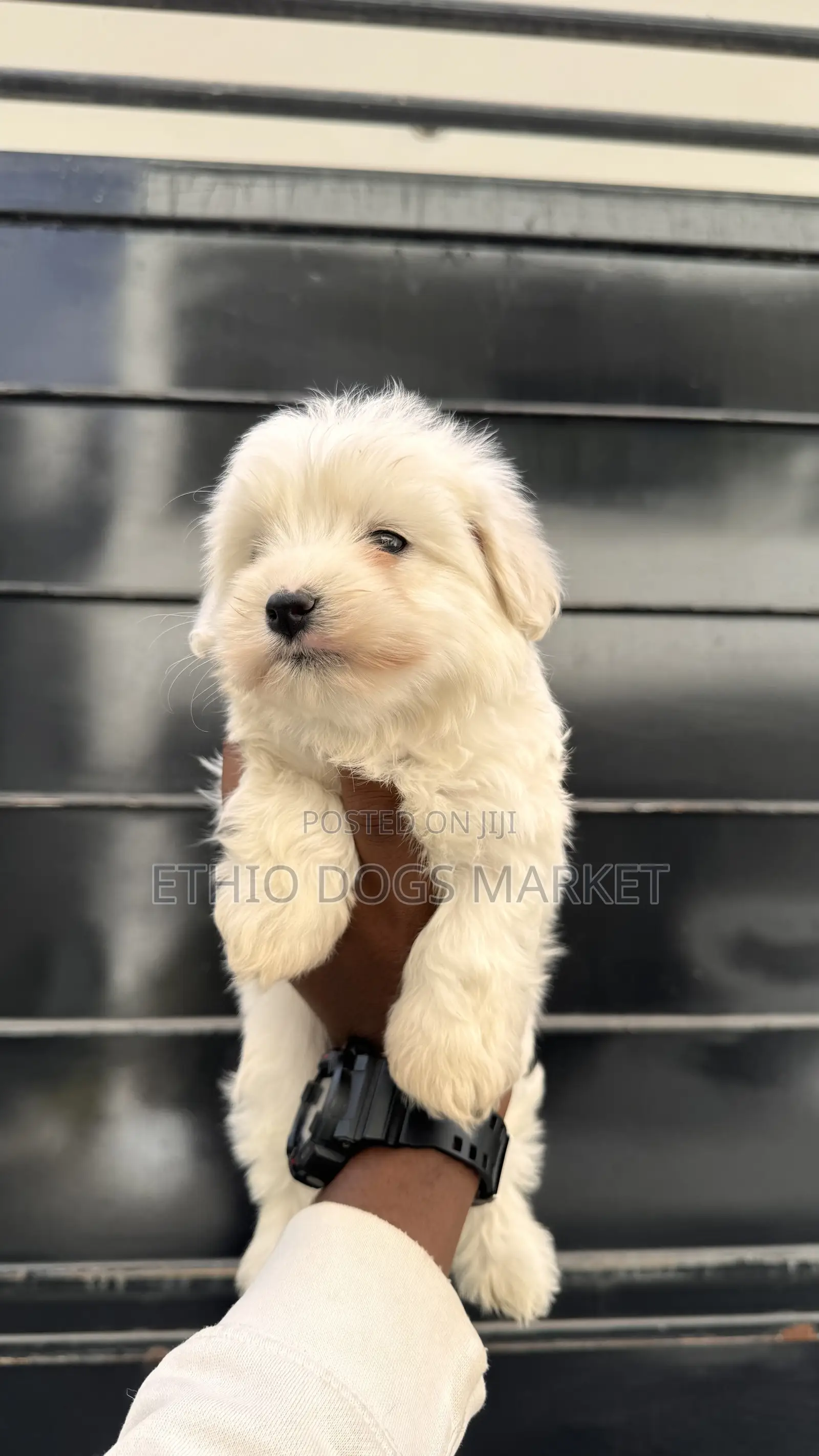 1-3 months Male Purebred Maltese