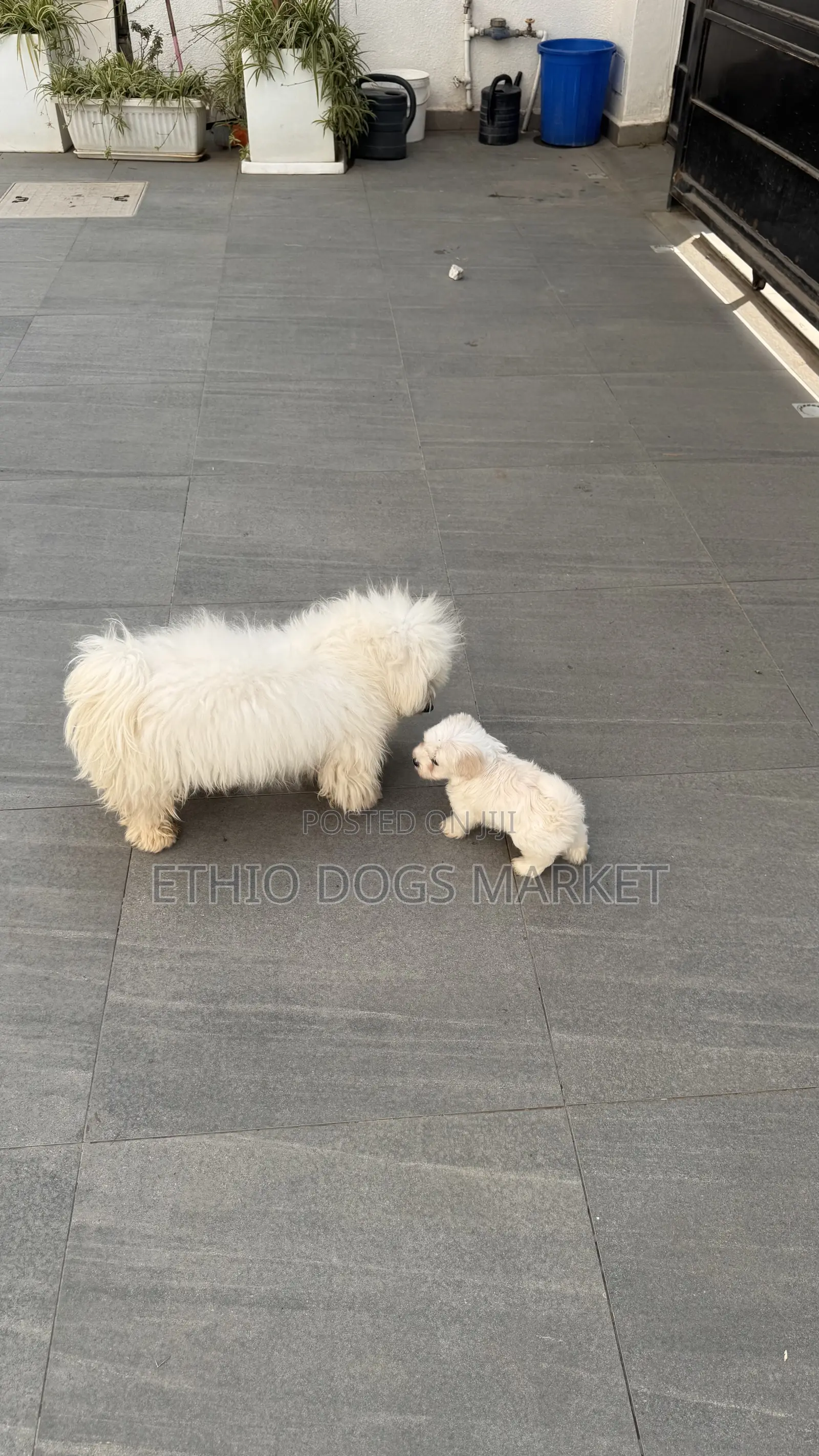 1-3 months Male Purebred Maltese