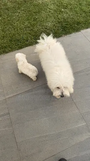 1-3 months Male Purebred Maltese