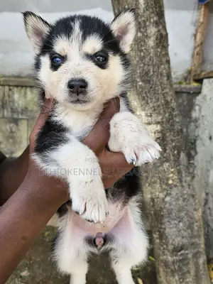 1-3 months Male Purebred Boerboel