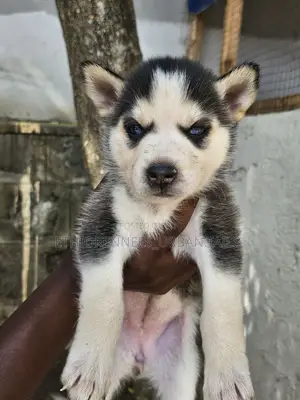 1-3 months Male Purebred Boerboel