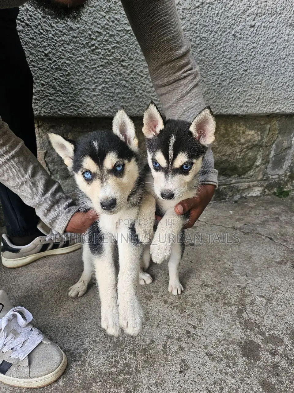 1-3 months Male Purebred Boerboel