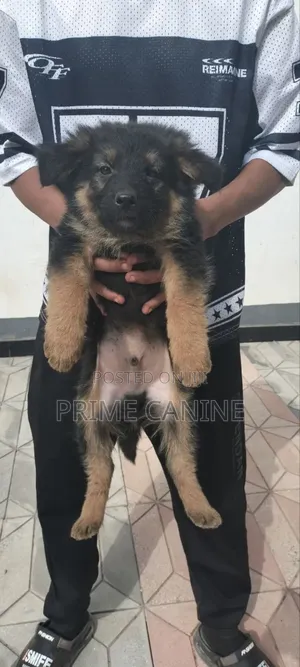 0-1 month Male Purebred German Shepherd