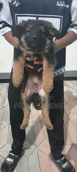 0-1 month Male Purebred German Shepherd