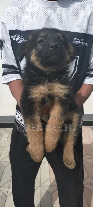 0-1 month Male Purebred German Shepherd