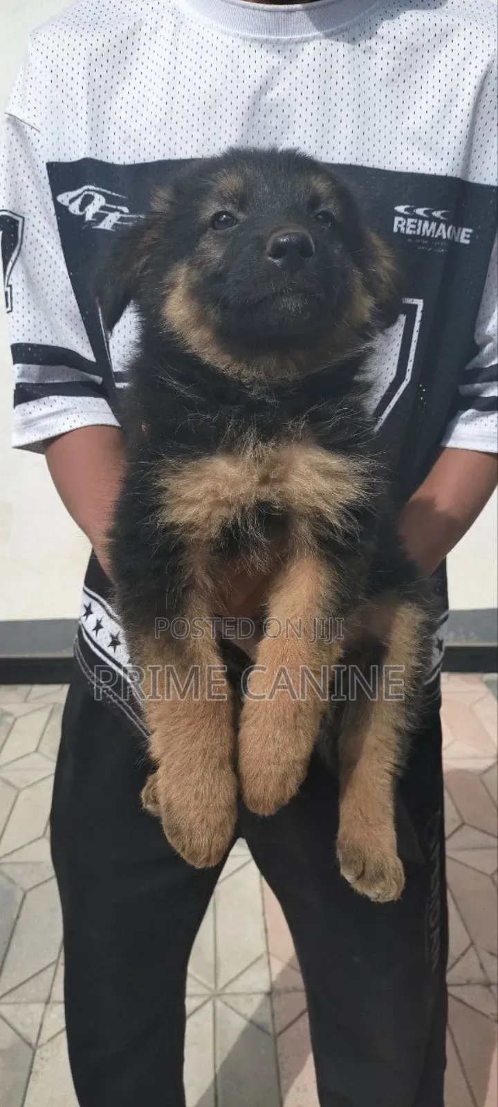 0-1 month Male Purebred German Shepherd