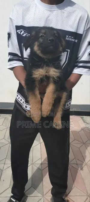 0-1 month Male Purebred German Shepherd