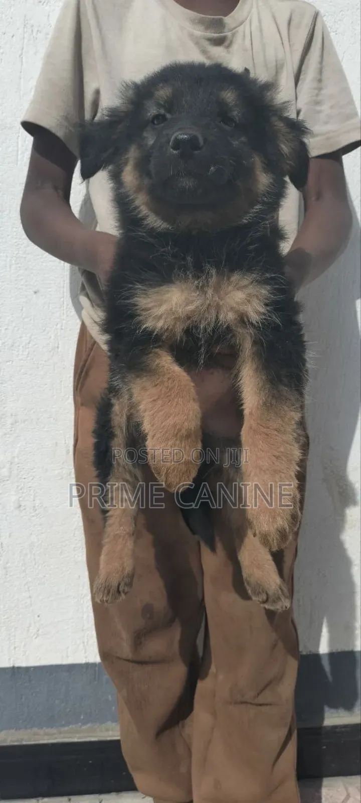 0-1 month Male Purebred German Shepherd