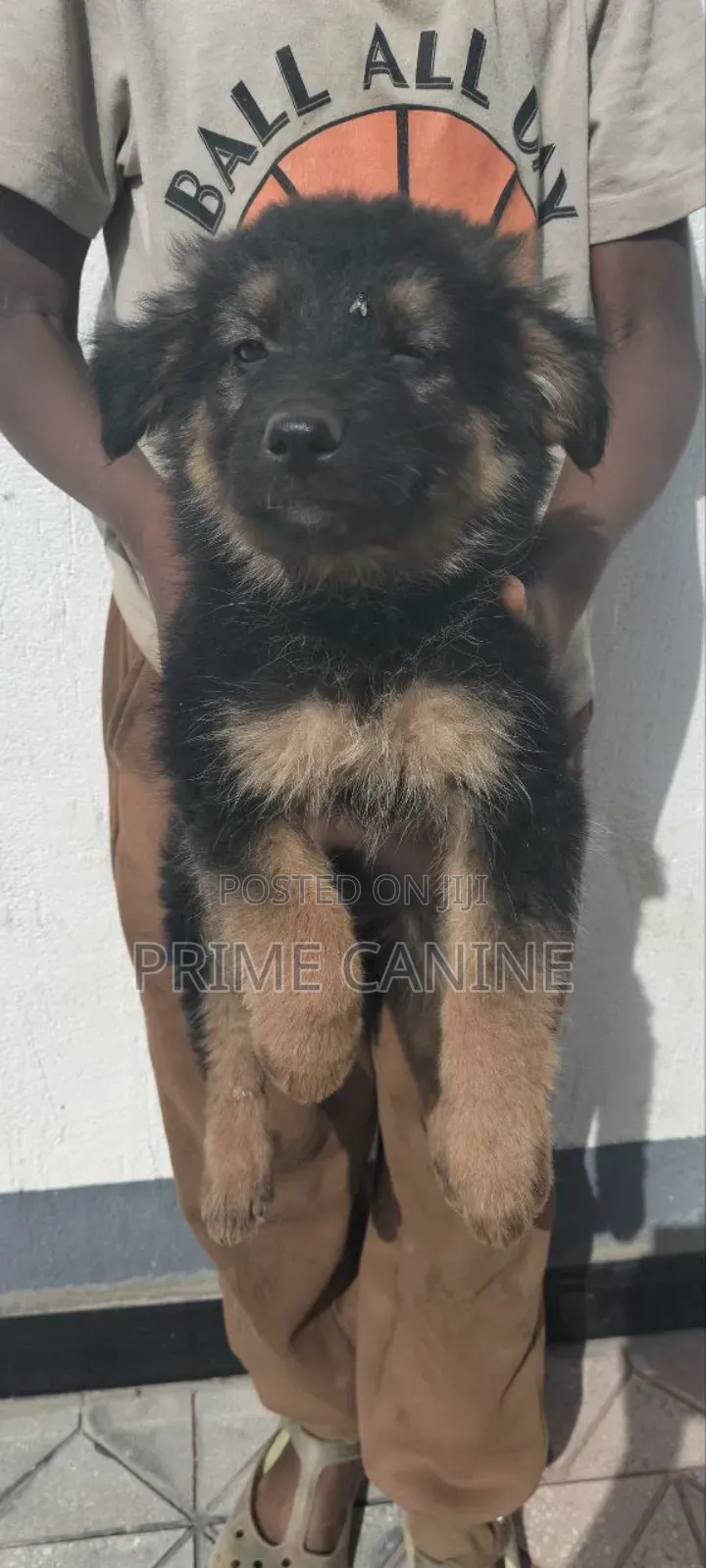 0-1 month Male Purebred German Shepherd