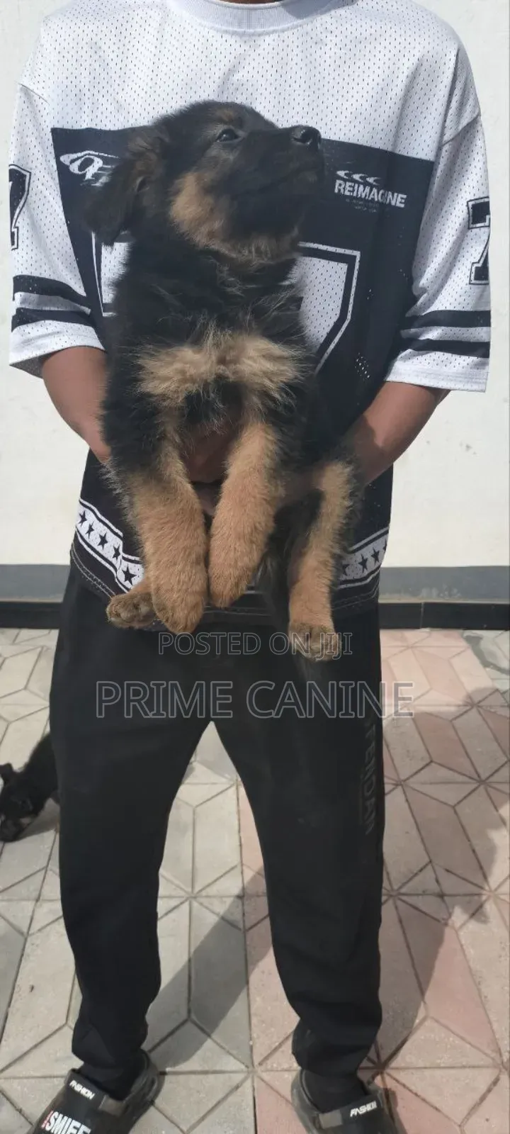 0-1 month Male Purebred German Shepherd