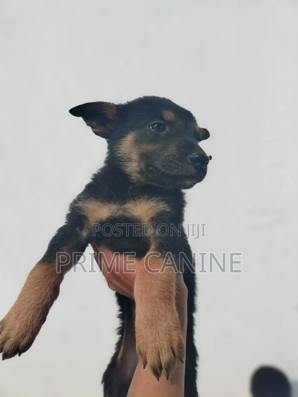 0-1 month Male Purebred German Shepherd
