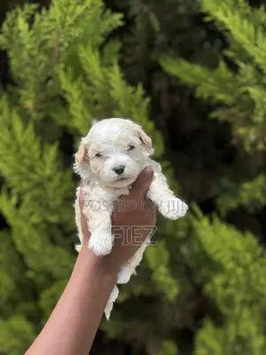 1-3 months Female Purebred Maltese