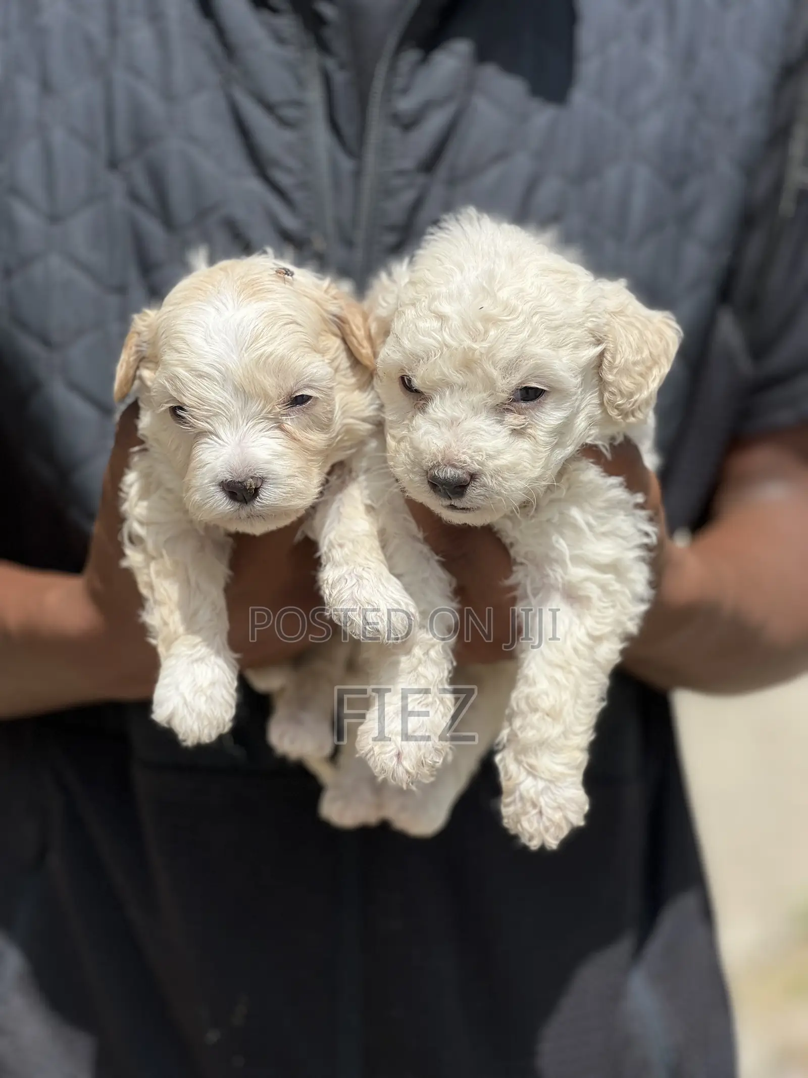 1-3 months Female Purebred Maltese
