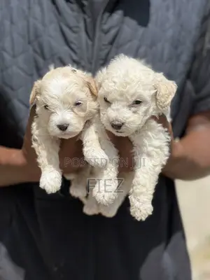 1-3 months Female Purebred Maltese