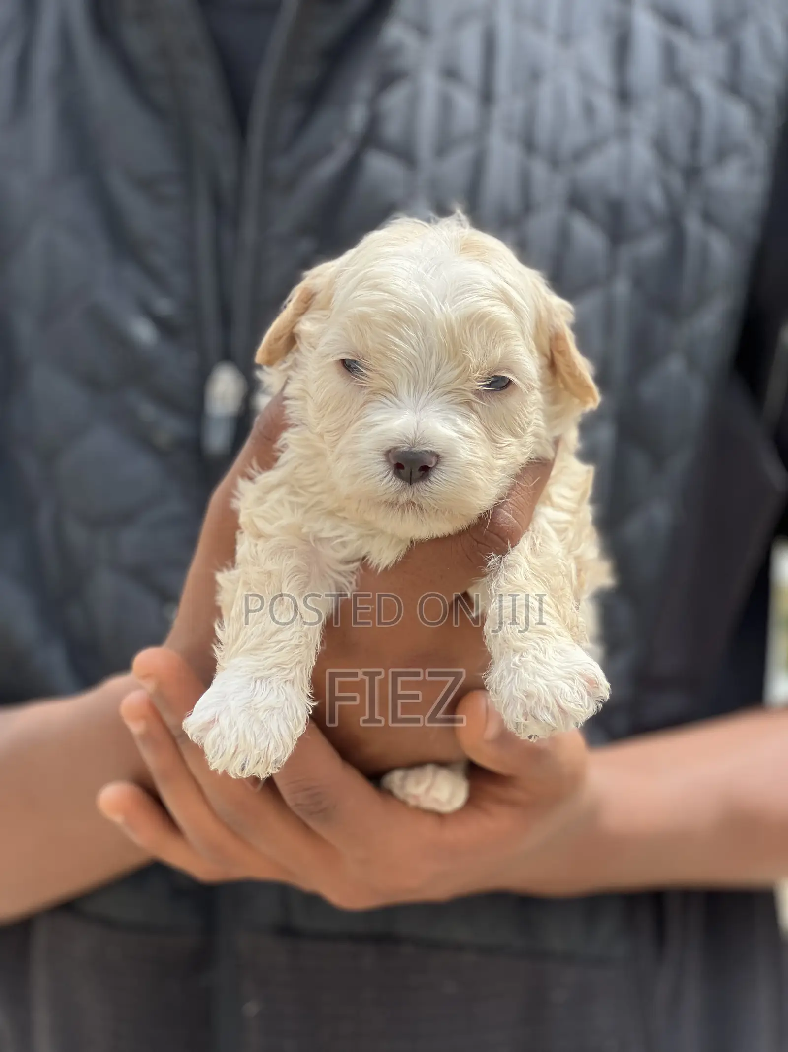 1-3 months Female Purebred Maltese