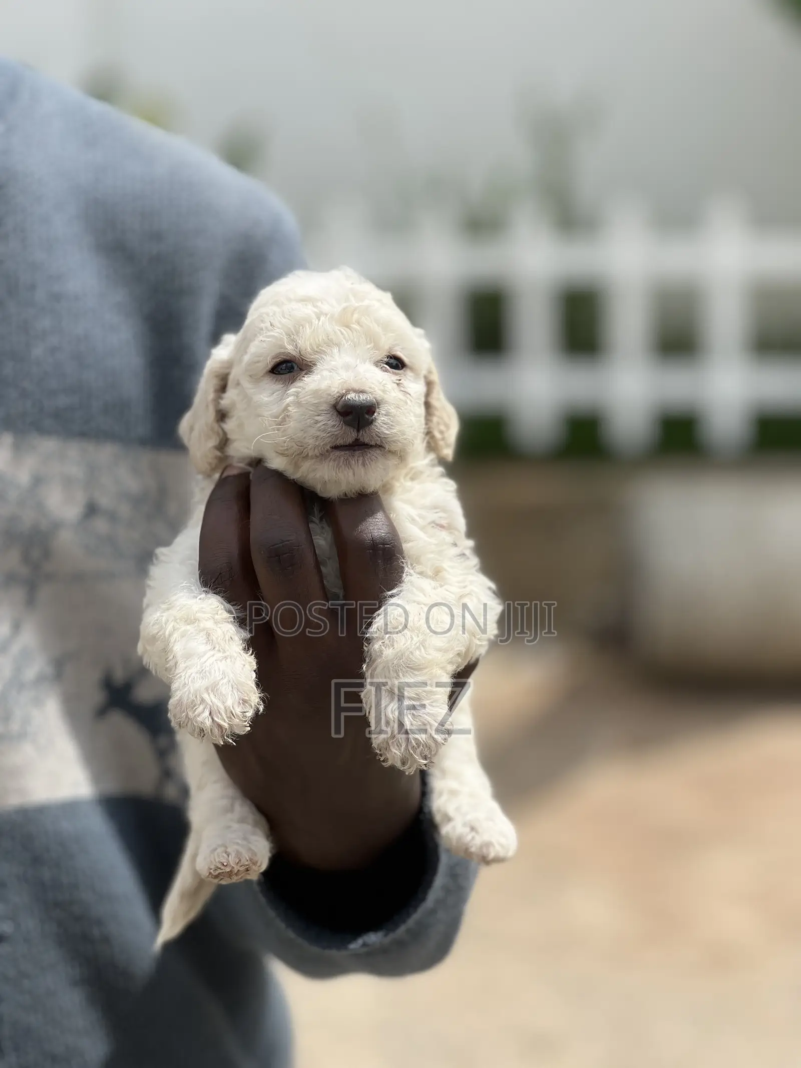 1-3 months Female Purebred Maltese