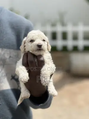 1-3 months Female Purebred Maltese